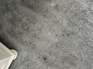 Before & After Carpet Cleaning in Middleberg, FL (1)