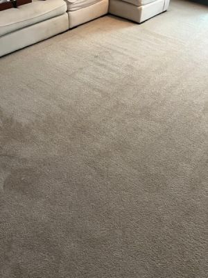 Teddy Bear Carpet Care LLC's Carpet Cleaning Prices in Palm Coast