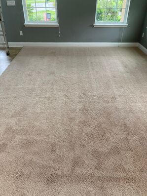 Carpet Steam Cleaning in Anastasia Is by Teddy Bear Carpet Care LLC