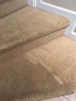 Carpet Cleaning in Jacksonville, FL (2)