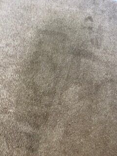 Carpet Cleaning Services in Ponte Vedra Beach, FL (1)