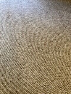 Carpet Cleaning & Stain Removal in Jacksonville, FL (3)