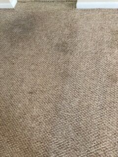 Carpet Cleaning & Stain Removal in Jacksonville, FL (2)