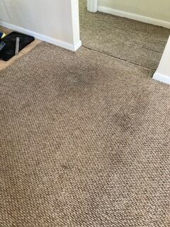 Carpet Cleaning & Stain Removal in Jacksonville, FL (1)