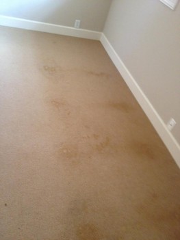 Carpet Stain Removal in Jacksonville, FL