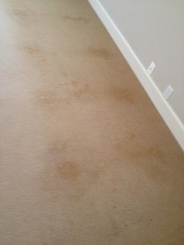 Carpet Stain Removal in Jacksonville, FL